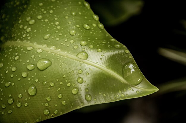 Molhe gotas nas folhas verdes na natureza.