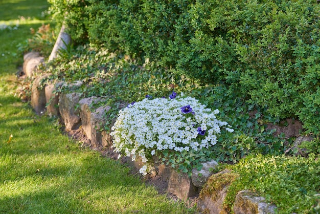 Molinero polvoriento blanco y flores de pensamiento púrpura que crecen en un jardín exuberante y paisajístico. Arbustos de Cerastium tomentosum que florecen en el patio trasero de la horticultura como plantas decorativas.