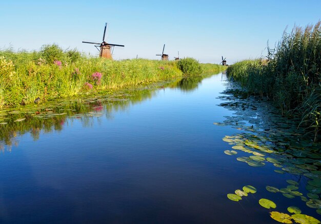 Un molino de viento en la orilla de un canal con juncos en Kinderdijk Holanda Holanda