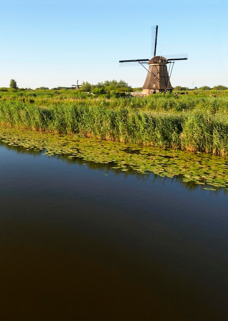 Un molino de viento en la orilla de un canal con juncos en Kinderdijk Holanda Holanda