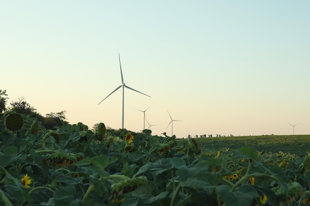 Molinos de viento en campo sobre fondo de cielo azul