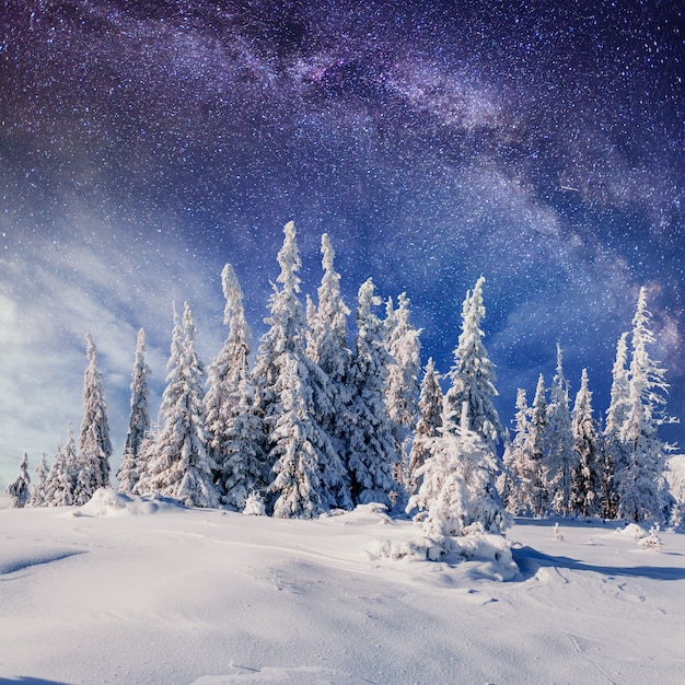 Molkerei Star Trek im Winterwald. Karpaten, Ukraine, Europa