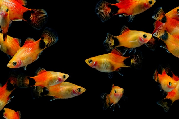 Molly fish (Poecilia latipinna) Peixes de aquário