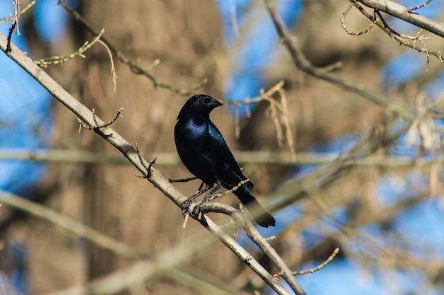 Molothrus bonariensis o "tordo" en las ramas del árbol en invierno