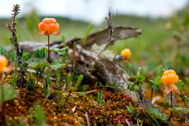 Moltebeere, die im Sommer auf Sumpfnahaufnahme wächst