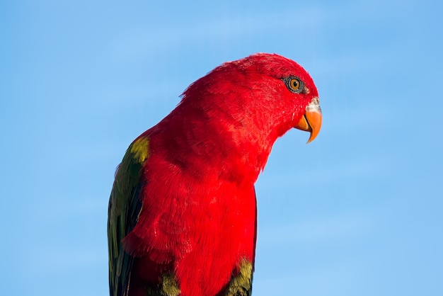 Molukken-Königspapagei (Alisterus amboinensis)