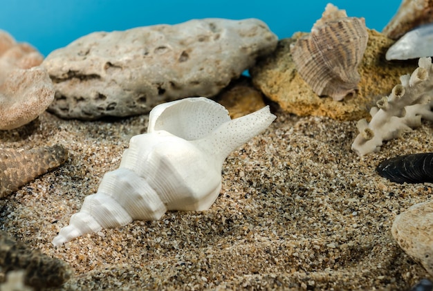 Foto molusco gasterópodo marino concha en la arena bajo el agua