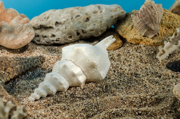 Molusco gasterópodo marino concha en la arena bajo el agua