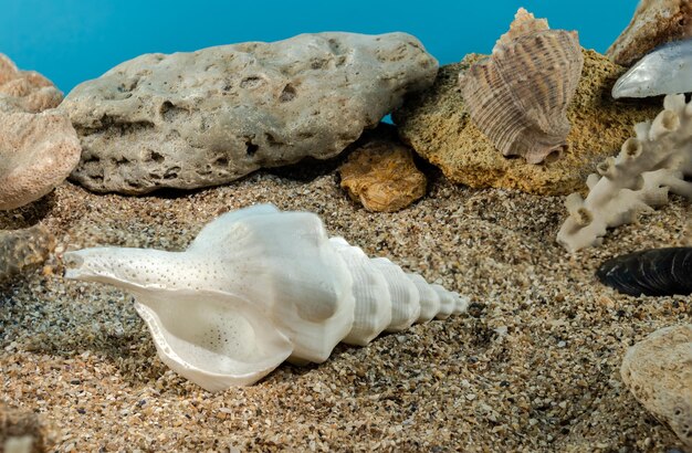 Molusco gasterópodo marino concha en la arena bajo el agua