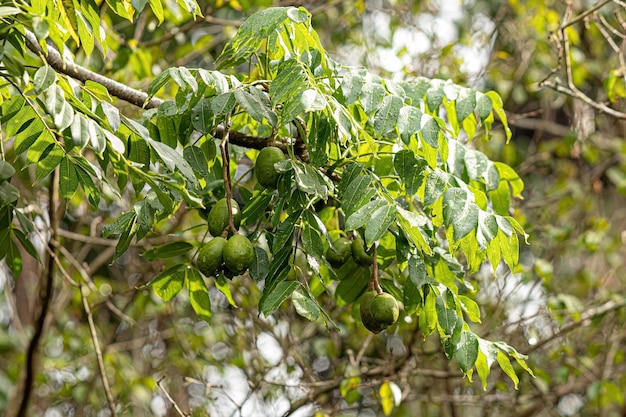 Mombins Árvore Frutífera