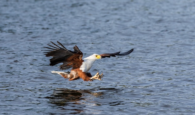 Momento do ataque da águia-pescadora africana aos peixes na água. Este de África. Uganda.