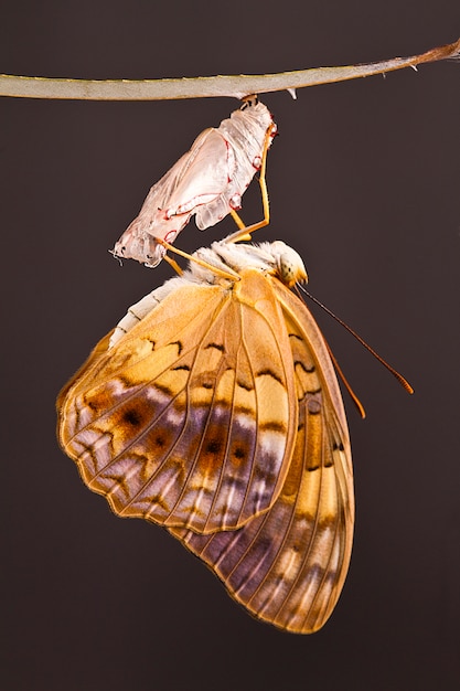 momento increíble sobre cambio de mariposa forma de crisálida