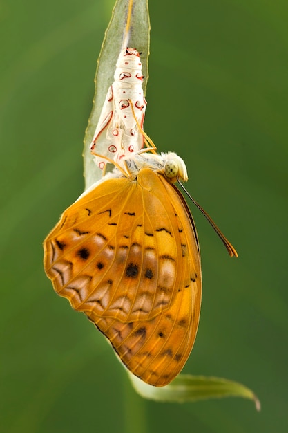 Foto momento increíble sobre cambio de mariposa forma de crisálida