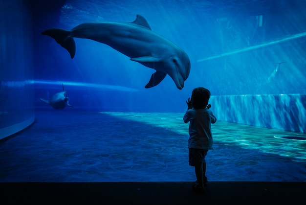 Foto momento único de comunicação entre golfinho e criança pequena