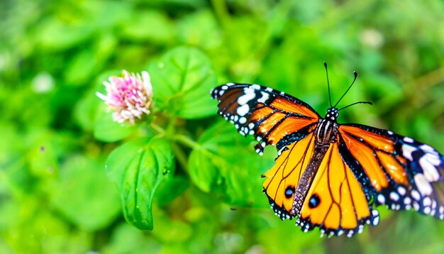 Momentos cativantes na natureza Borboleta monarca empoleirada em uma planta verde vibrante, livre de plantas