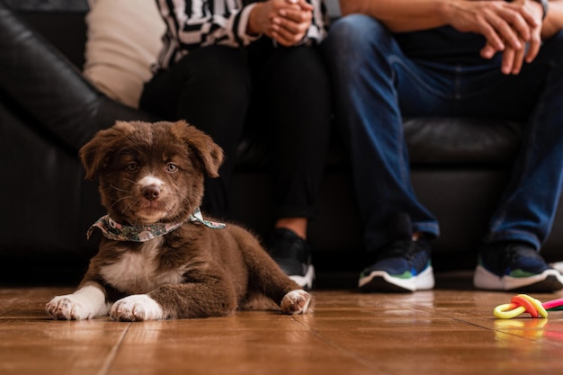 Momentos inolvidables dando la bienvenida a nuestro nuevo miembro peludo de la familia