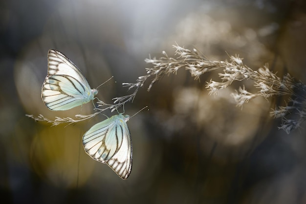 momentos de mariposas apareándose en flores, mariposas, mariposas,