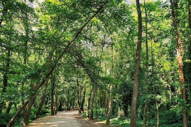 Unos momentos de paz, paseando por un parque.