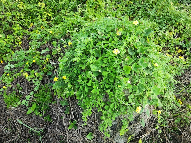 Momordica charantia flores amarelas que crescem em torno do prado selvagem arbusto