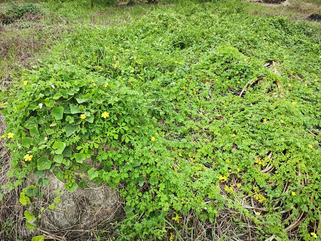 momordica charantia flores amarillas que crecen alrededor de la pradera silvestre arbustiva