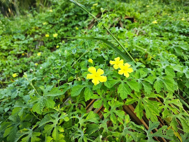 momordica charantia flores amarillas que crecen alrededor de la pradera silvestre arbustiva