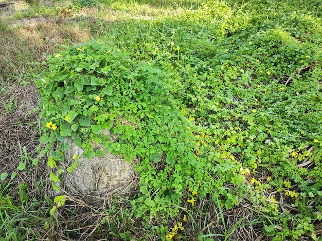 momordica charantia flores amarillas que crecen alrededor de la pradera silvestre arbustiva