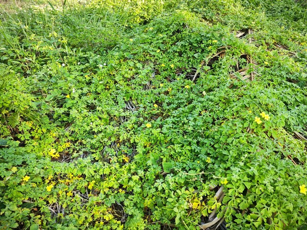 momordica charantia flores amarillas que crecen alrededor de la pradera silvestre arbustiva