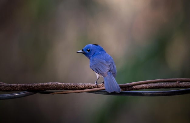 Monarca Blacknaped na árvore de galho na floresta