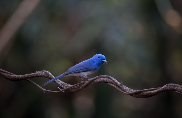 Monarca Blacknaped na árvore de galho na floresta