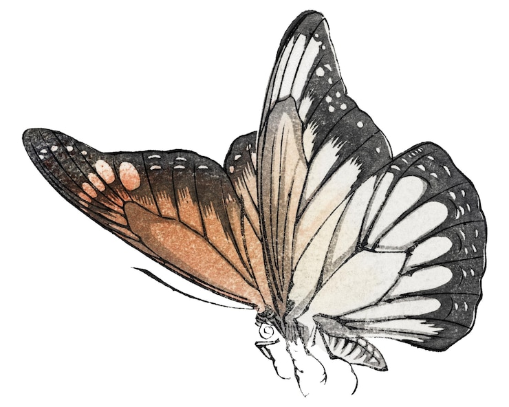 Foto monarca borboleta adesivo png ilustração vintage remix da obra de arte de morimoto toko