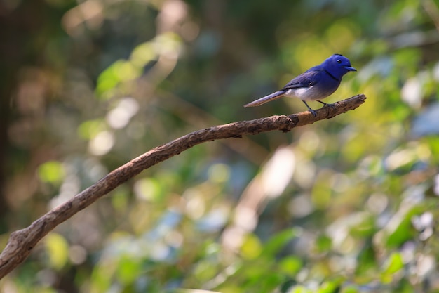 Monarca-de-preto-naped na natureza