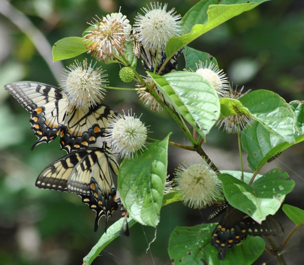 Foto monarca hermosa fotografía de mariposa hermosa mariposa en la flor fotografía macro bellezafu