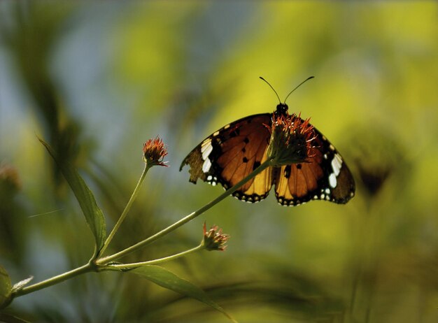 Monarca hermosa fotografía de mariposa hermosa mariposa en la flor fotografía macro bellezafu