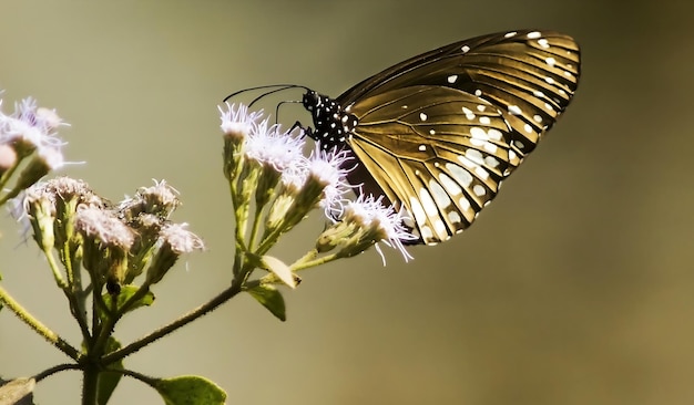 Monarca hermosa fotografía de mariposa hermosa mariposa en la flor fotografía macro bellezafu