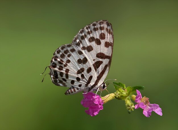 Monarca hermosa fotografía de mariposa hermosa mariposa en la flor fotografía macro bellezafu