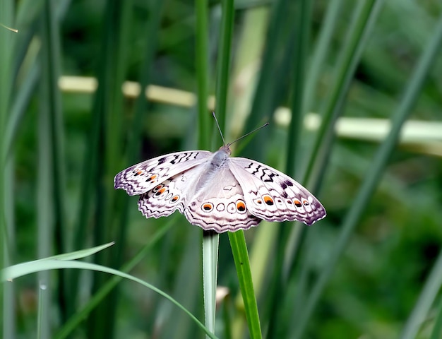 Monarca hermosa fotografía de mariposa hermosa mariposa en la flor fotografía macro bellezafu