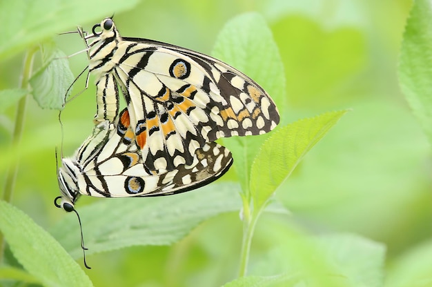 Monarca hermosa fotografía de mariposa hermosa mariposa en la flor fotografía macro bellezafu
