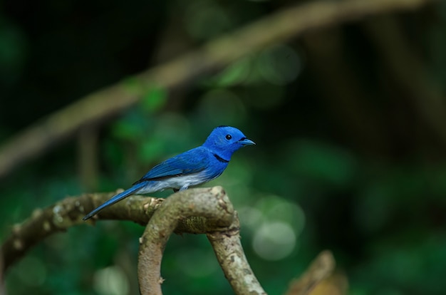 Monarca negro-naped en naturaleza