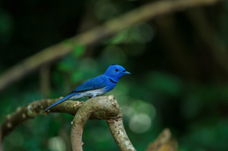 Foto monarca negro-naped en naturaleza