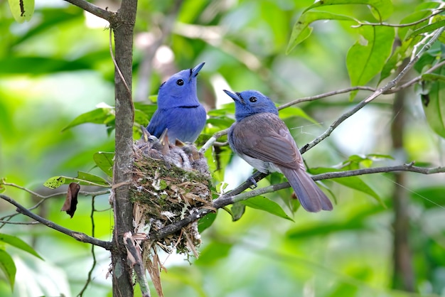 Monarca de nuca negra Hypothymis azurea Pájaros en el nido