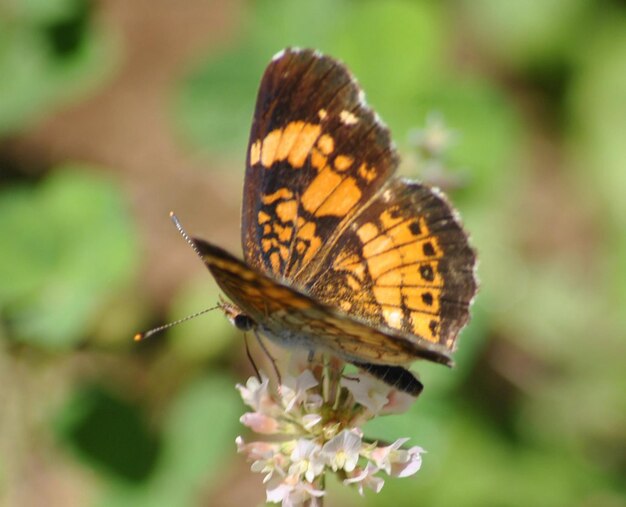 Monarch Beautiful Butterfly Photography Schöner Schmetterling auf einer Blume Makrofotografie Beautyfu