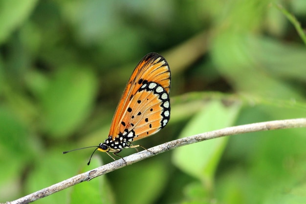 Monarch Beautiful Butterfly Photography Schöner Schmetterling auf einer Blume Makrofotografie Beautyfu