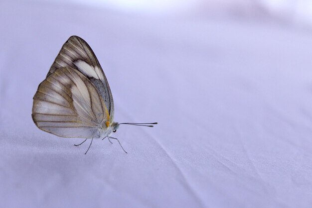 Monarch Beautiful Butterfly Photography Schöner Schmetterling auf einer Blume Makrofotografie Beautyfu
