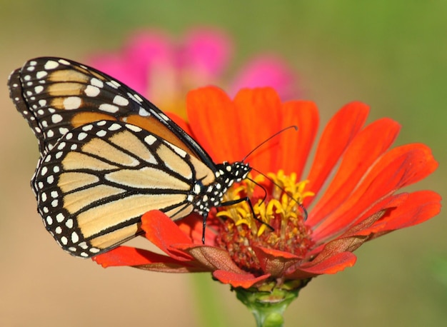 Monarch Beautiful Butterfly Photography Schöner Schmetterling auf einer Blume Makrofotografie Beautyfu