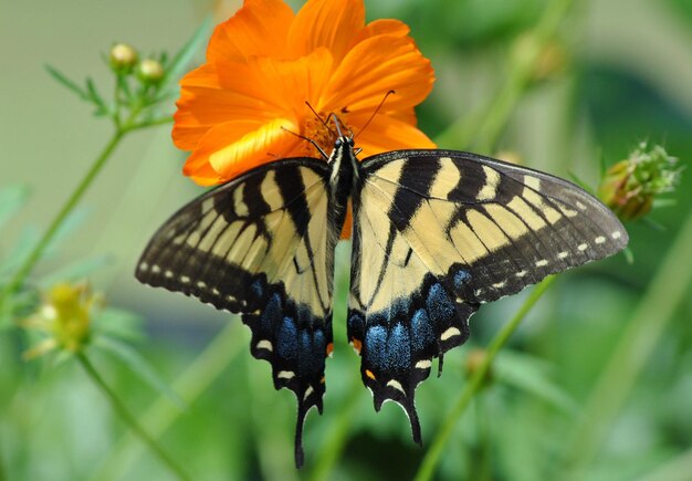 Monarch Beautiful Butterfly Photography Schöner Schmetterling auf einer Blume Makrofotografie Beautyfu