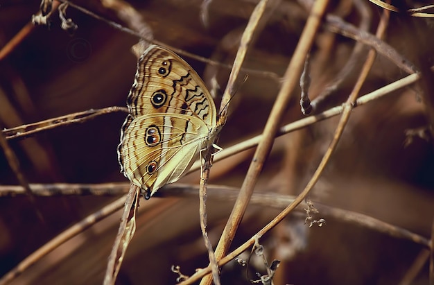 Monarch Beautiful Butterfly Photography Schöner Schmetterling auf einer Blume Makrofotografie Beautyfu