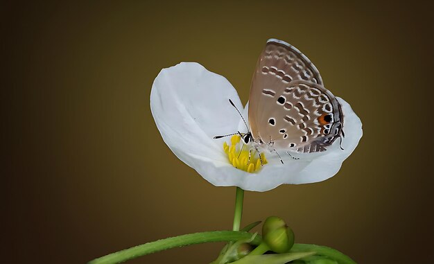 Monarch Beautiful Butterfly Photography Schöner Schmetterling auf einer Blume Makrofotografie Beautyfu