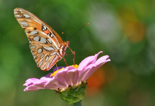 Monarch Beautiful Butterfly Photography Schöner Schmetterling auf einer Blume Makrofotografie Schönheit