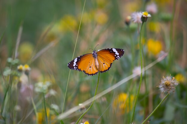 Monarch Butterflly