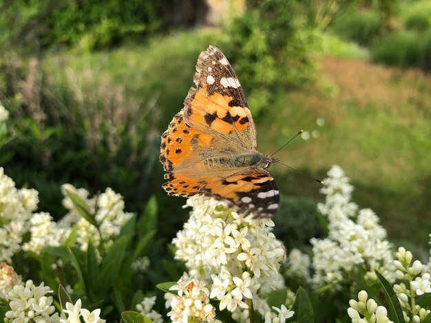 Monarch im Garten